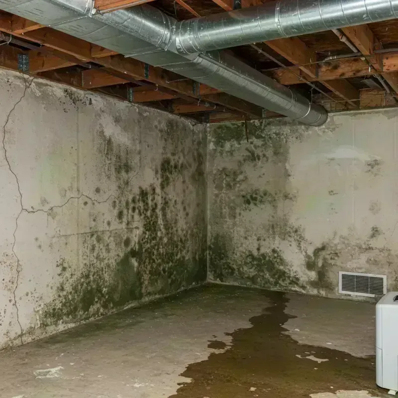 Professional Mold Removal in Mayfield, PA